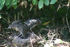 Amsel-10-Tag-3.jpg